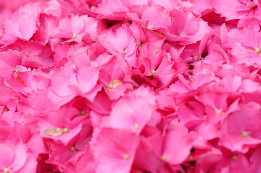 Hydrangeas