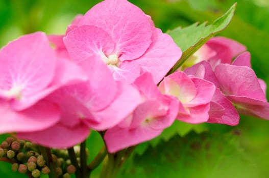 Hydrangeas
