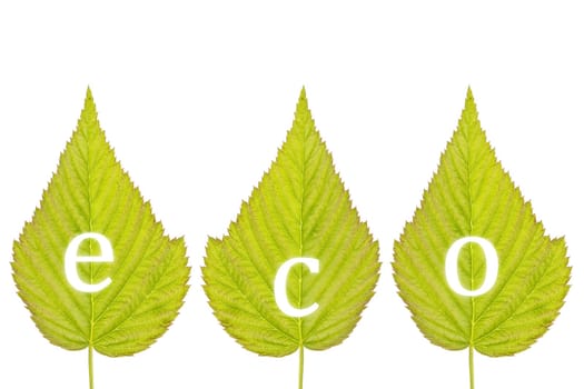 spelling "eco"" on green leaves, isolated over a white background"