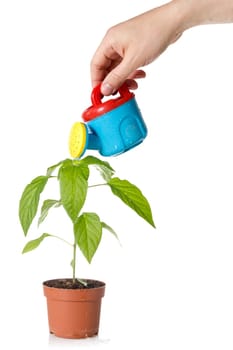 hand with a color watering can,  pouring water on  plant