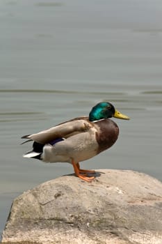 Duck on stone by the water