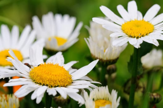 Daisies