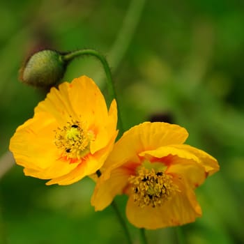 Poppy Blossoms
