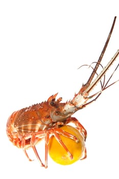 lobster with lemon on a white background