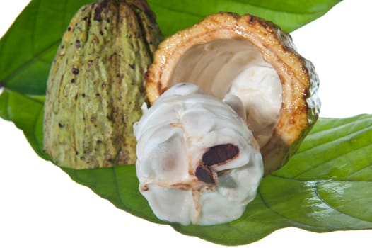 fruit of the cocoa tree on white background