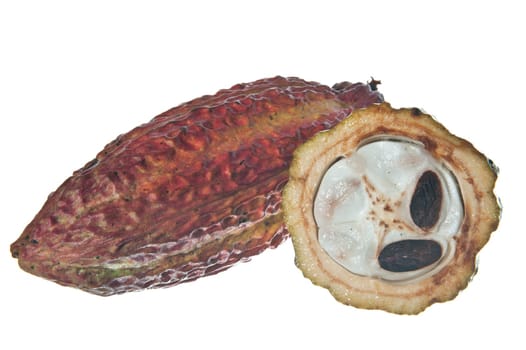 fruit of the cocoa tree on white background