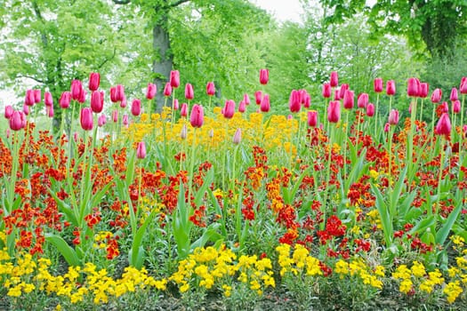 A closeup of tulips, blooming in a garden. Colorful flowers