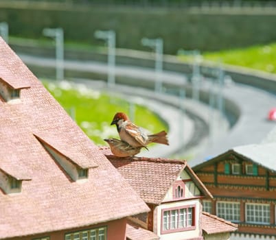 Couple song house sparrow mating