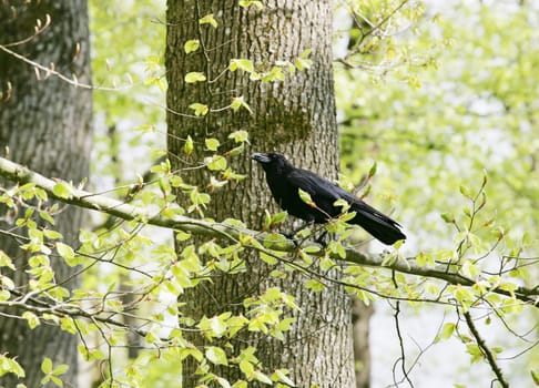 A strutting Black Crow with a peanut.