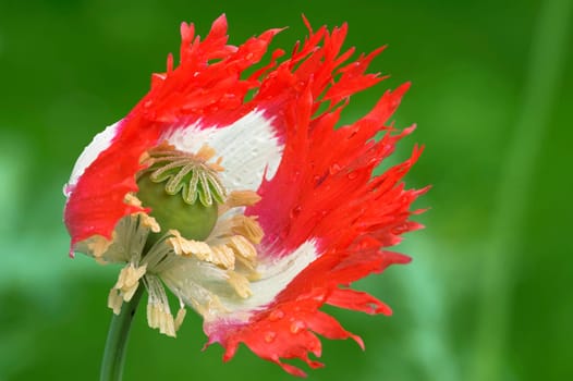 Opium Poppy Daneborg