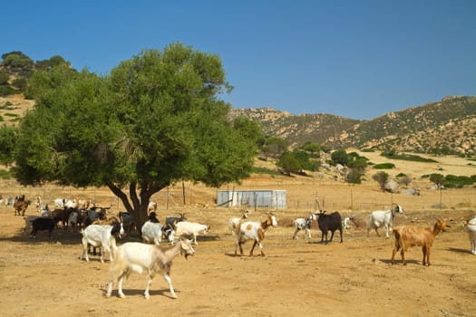 goats on a mountain meadow at villasimius, Sardinia, italy