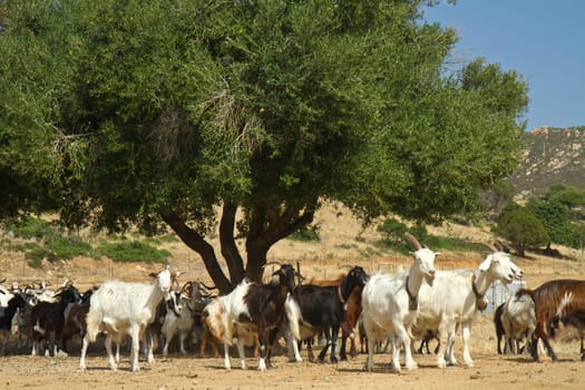 goats on a mountain meadow at villasimius, Sardinia, italy