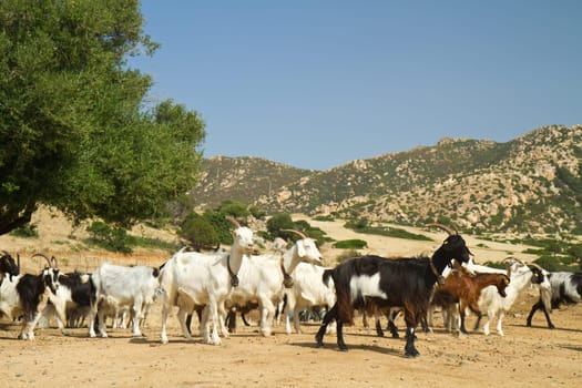 goats on a mountain meadow at villasimius, Sardinia, italy