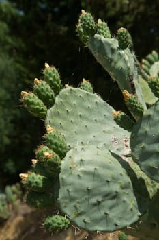 cactus plant
