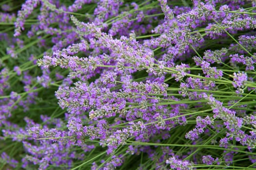 flowers of lavender