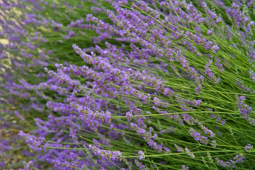 flowers of lavender