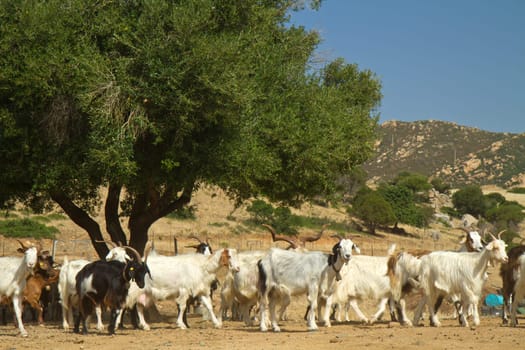 goats on a mountain meadow at villasimius, Sardinia, italy