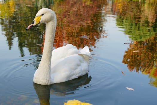 A white swan swims on a pond against the background of autumn trees. High quality photo