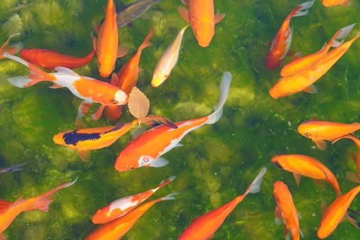 Goldfish and carp in the city pond. against the background of a green bottom. View from the top. High quality photo