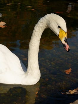 Swan with water drops on its neck on an autumn lake. High quality photo