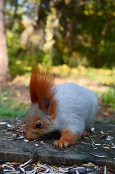 A gray squirrel on a stump eats seeds and nuts. Autumn park, side view. High quality photo