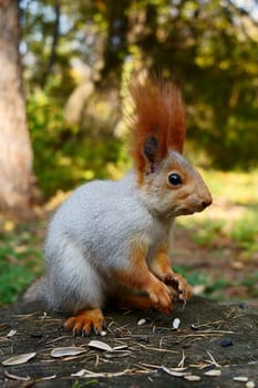 A squirrel sits on the ground in an autumn park. Side view. High quality photo