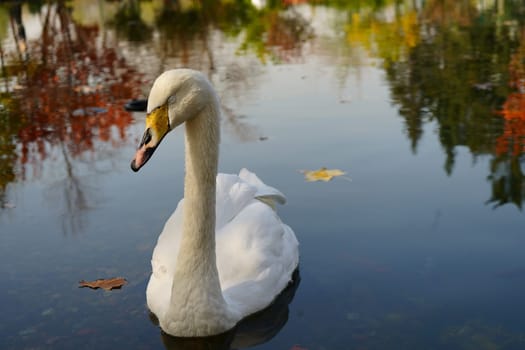 Sleeping swan on the water in autumn city park. High quality photo