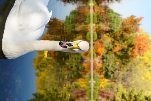 White swan on pond on autumn landscape background. High quality photo