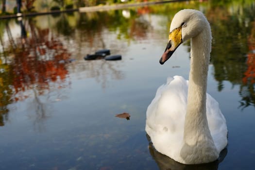 A white swan sleeps on the water against the background of autumn bushes and trees. High quality photo
