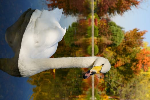 Swan on the background of an autumn garden. High quality photo