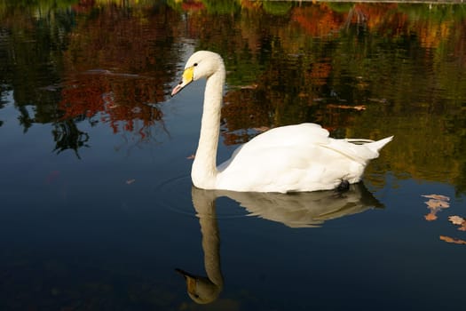 White swan on the water and reflections of autumn trees. High quality photo