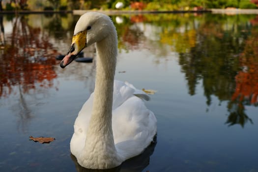 Swan on autumn background floating in water. High quality photo