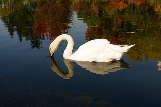 White swan drinking water on autumn landscape background. High quality photo