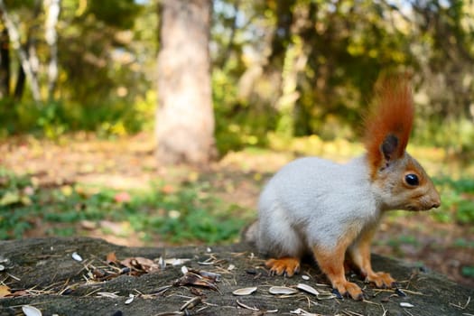 A gray squirrel sits on a stump in an autumn forest. Side view. High quality photo