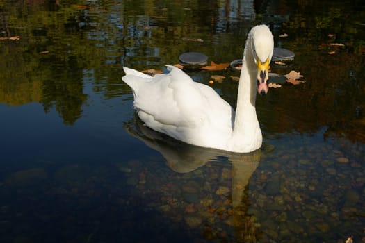 A white swan swims on an autumn pond and looks at the camera. High quality photo