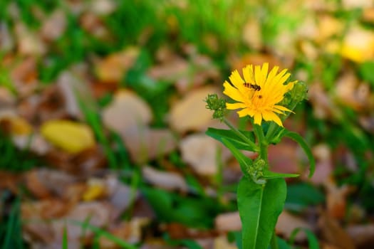 Yellow flower with bee on it on autumn background of fallen leaves. High quality photo