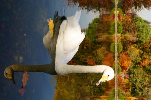 A white swan swims on the background of autumn leaves on a pond. High quality photo