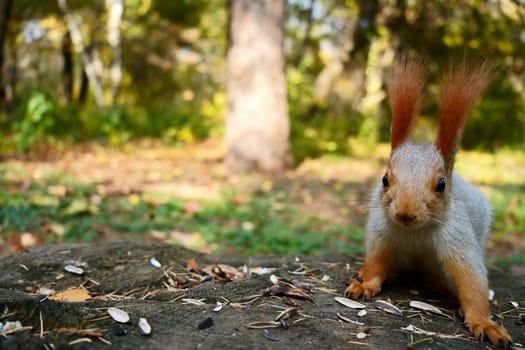 A squirrel looks at the camera in the forest. Front view. High quality photo