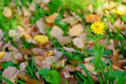 Autumn yellow flower and bee on it. Side view. High quality photo. High quality photo