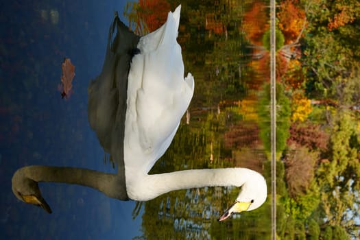 A white swan on an autumn background of yellow and green trees floats on a pond. High quality photo