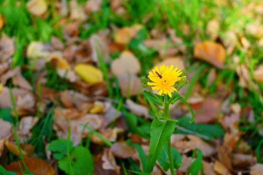 Autumn yellow flower and bee on it. . Side view. High quality photo .