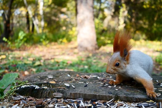 Frightened gray squirrel on a forest stump in the park. High quality photo
