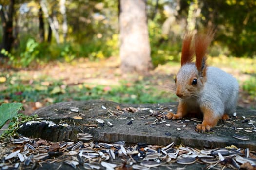 A gray wild squirrel on a wooden stump looks at the camera. Autumn park, front view. High quality photo