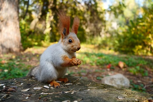 A grey forest squirrel eats seeds on a stump. Autumn forest. Side view. High quality photo