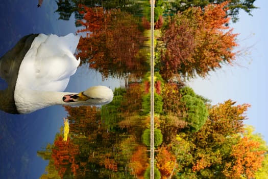 Swan on autumn trees background, red, yellow and green. High quality photo