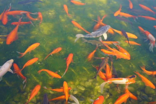 koe fish and goldfish in a city pond on a green bottom background. High quality photo
