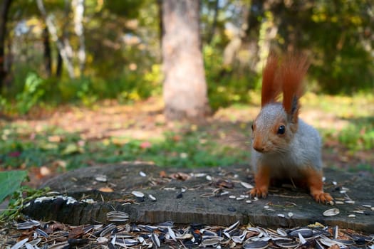 Grey squirrel sitting on a stump and looking at the camera. High quality photo