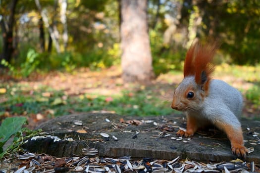 Redhead frightened squirrel in autumn park. High quality photo