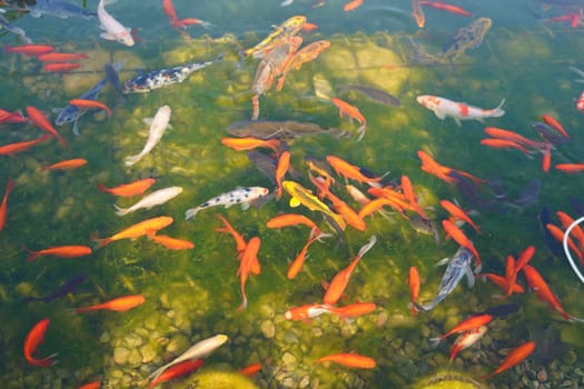 koi fish and goldfish in the pond against the background of the green bottom. High quality photo