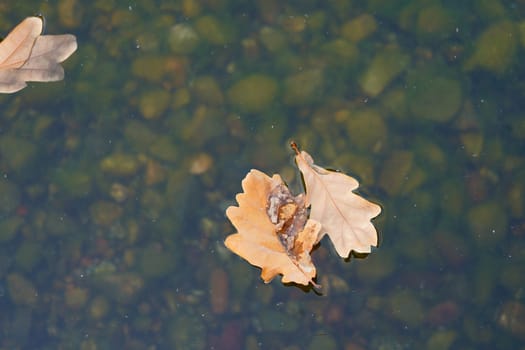 Dry oak leaves float in the water. Autumn species. High quality photo